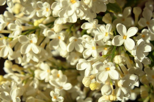 Syringa vulgaris Cora Brandt Lilac
