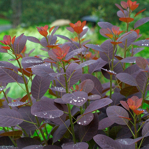 Cotinus coggygria Royal Purple Smokebush 