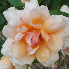 Crepuscule Climbing (Bareroot)