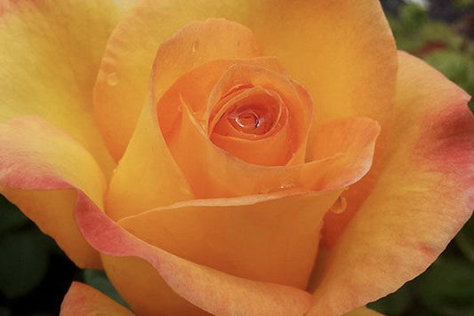 Dame Elisabeth Murdoch - Hybrid Tea Rose 2ft patio standard