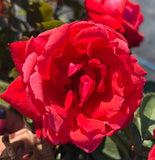 Dolly Parton Hybrid Tea 2ft patio