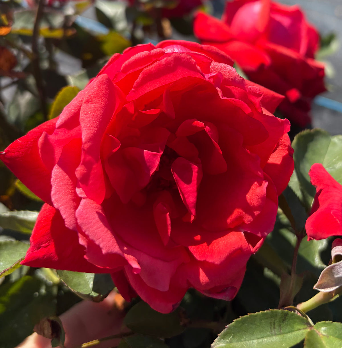 Dolly Parton Potted Bush Rose
