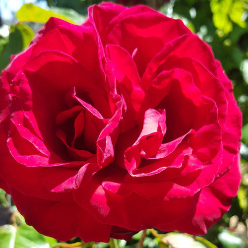 Dublin bay climbing Bareroot