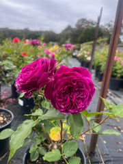 Ebb Tide - Modern Shrub