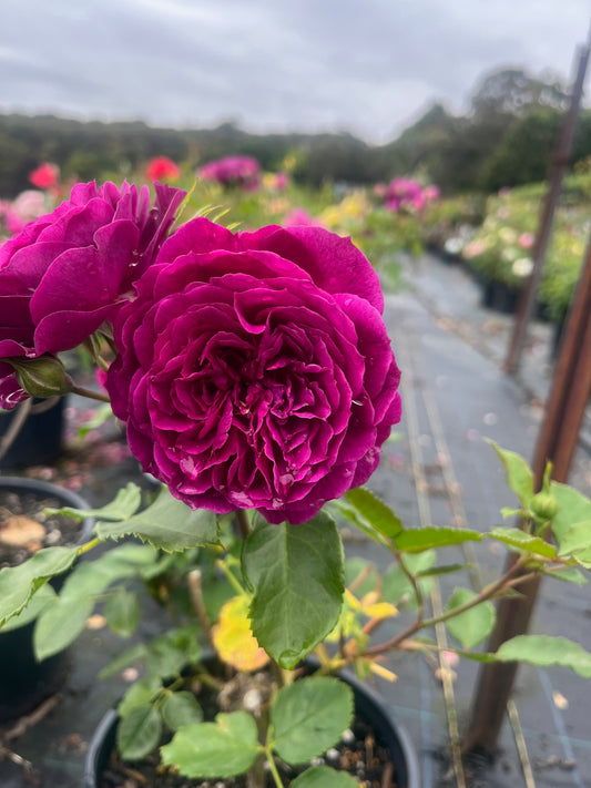 Ebb Tide - Modern Shrub