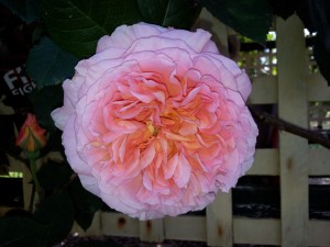 Abraham Darby (Auscot) - David Austin Rose (Bareroot)