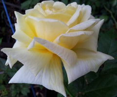 Elina - 2ft Patio Standard (Bareroot)