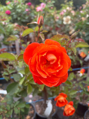 Fearless - 2ft patio (Bareroot)