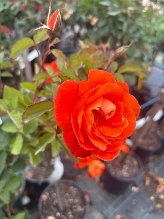 Fearless - 2ft patio