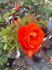 Fearless - 2ft patio (Bareroot)