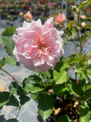 Felicia Old World Bush Rose (bare-rooted)