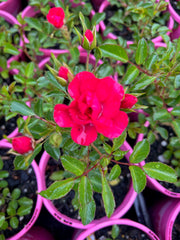 140mm Flower Carpet Cherry
