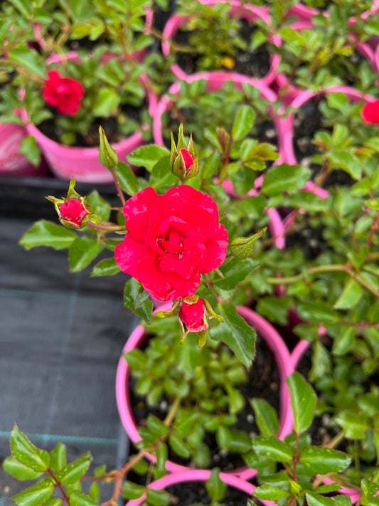 140mm Flower Carpet Cherry