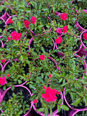 140mm Flower Carpet Cherry