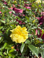 140mm Flower Carpet Gold