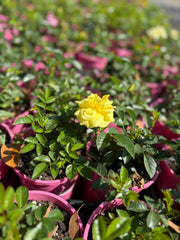 140mm Flower Carpet Gold