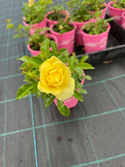 140mm Flower Carpet Gold
