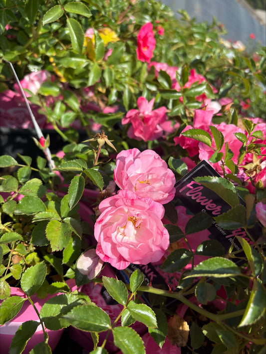 Flower Carpet Pink 2ft Patio (Bareroot)