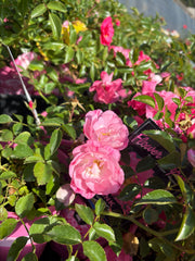 Flower Carpet Pink 2ft Patio (Bareroot)