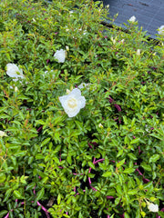 Flower Carpet White 2ft patio (Bareroot)