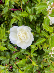 Flower Carpet White 2ft patio (Bareroot)