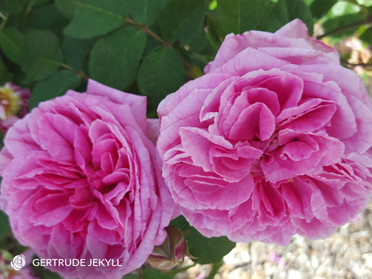 Gertrude Jekyll - David Austin Climbing Rose (bare rooted)