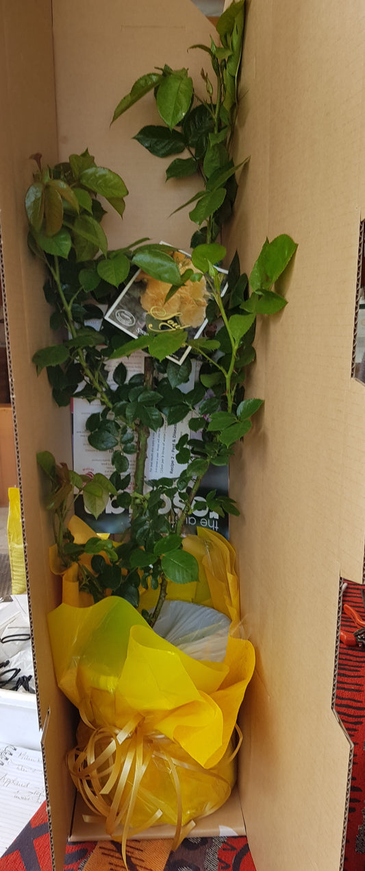 Gift Roses Australia – Delivered to Their Door