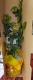 Gift Roses Australia – Delivered to Their Door