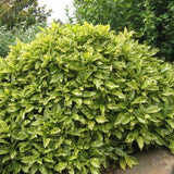 Aucuba japonica Variegata Gold Dust Plant