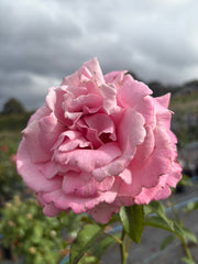 Heaven Scent - Hybrid Tea Rose 2ft patio standard (Bareroot)