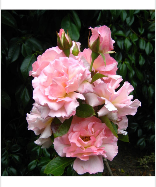 Smooth Touch Sweet Jessica Thornless Bush Rose