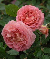 Jubilee Celebration - David Austin Shrub Rose (bare rooted)