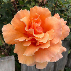 Just Joey - Climbing Hybrid Tea Bush Rose (Bareroot)