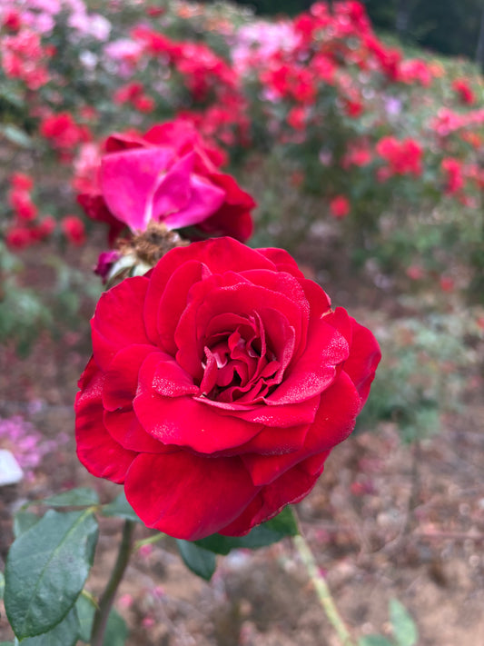 Kentucky Derby Hybrid Tea 2ft patio standard