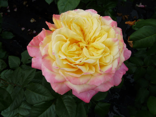 Kordes Jubilee (Bareroot)