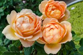 Lady Of Shalott (Ausnyson) - David Austin