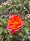 Lets Celebrate Hybrid Tea New Release 2ft patio standard