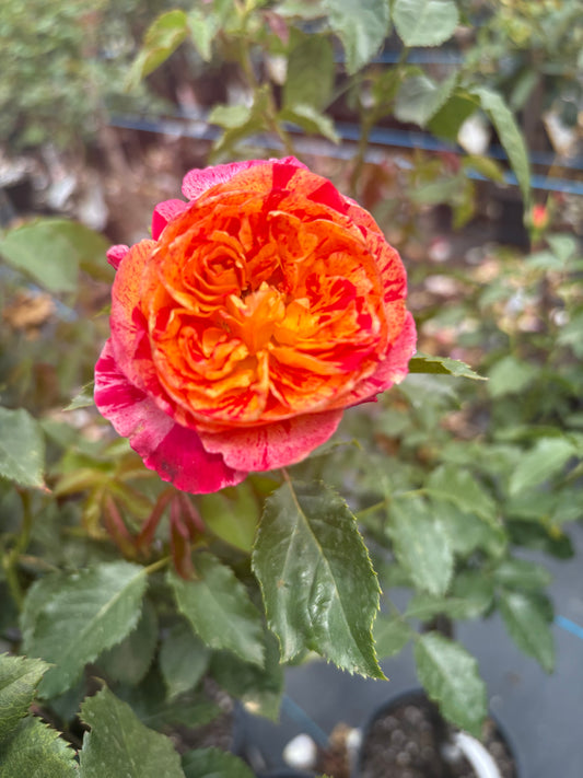 Lets Celebrate Hybrid Tea New Release 2ft patio standard