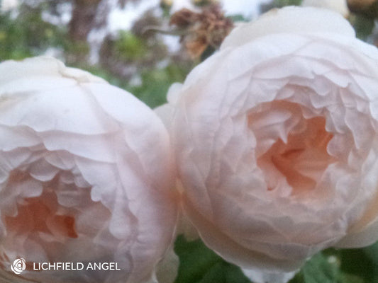 Lichfield Angel - David Austin - Shrub Rose (bare rooted)