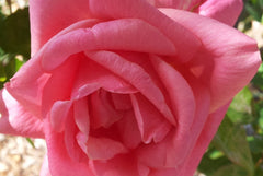 Lorraine Lee - Old Fashioned Bush Rose