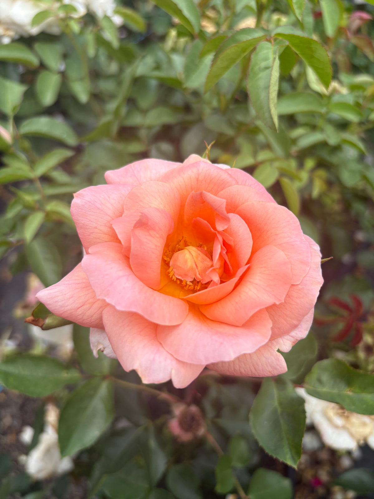 Magic Fire® Floribunda Recent Release 2ft patio standard