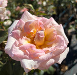 Makybe Diva New Release Hybrid Tea 2ft patio standard