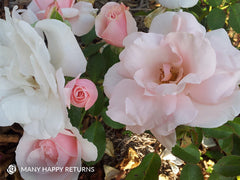 Many Happy Returns  - Modern Shrub (bare rooted)