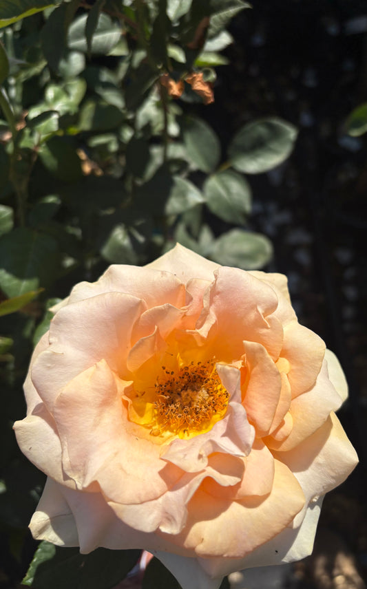 Marilyn Monroe New Release Hybrid Tea 2ft Patio Standard