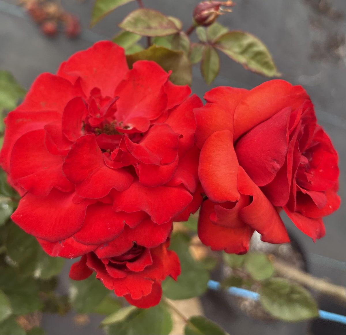 Mathias Meilland Floribunda 2ft patio standard