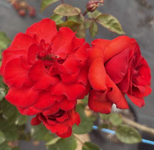 Mathias Meilland Floribunda 2ft patio standard