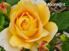 Moonlight (New Release Climbing) Bush Rose (Bareroot)
