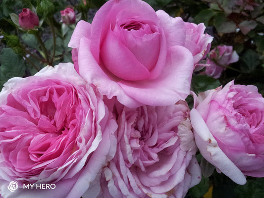 My Hero - Modern Shrub (bare rooted)