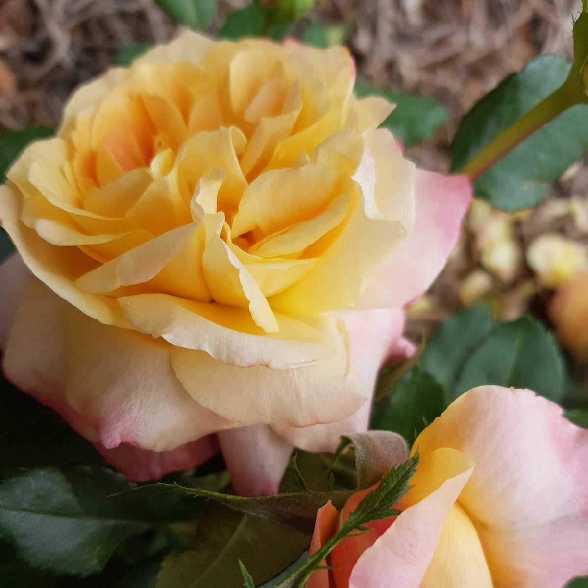 My Yellow Rose - Hybrid Tea Bush