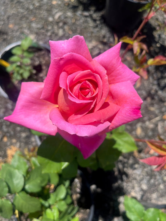 My Choice Hybrid Tea Bush Rose 2ft (Bareroot)